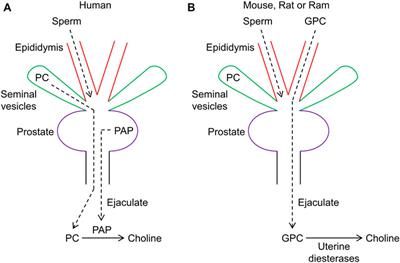 Elusive physiological role of prostatic acid phosphatase (PAP): generation of choline for sperm motility via auto-and paracrine cholinergic signaling